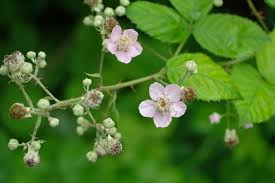 Image result for Rubus sectio