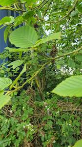 Image result for Alder Cc