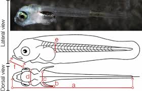 Image result for Sparus aurata