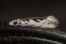 Attēlu rezultāti vaicājumam “Tineidae”