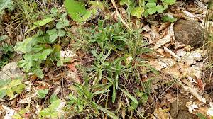 Attēlu rezultāti vaicājumam “Gnaphalium sylvaticum leaf”