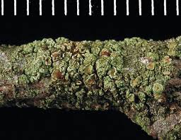 Attēlu rezultāti vaicājumam “Lecanora conizaeoides”