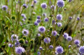 Attēlu rezultāti vaicājumam “Succisa pratensis flower”