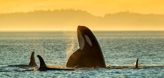 Image result for Orcinus orca