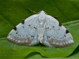 Attēlu rezultāti vaicājumam “Lomographa bimaculata”