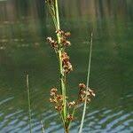Attēlu rezultāti vaicājumam “Cladium mariscus flower”