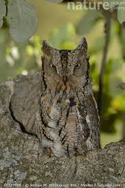 Image result for Otus scops