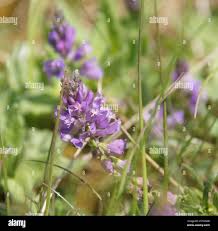 Attēlu rezultāti vaicājumam “Polygala comosa flower”