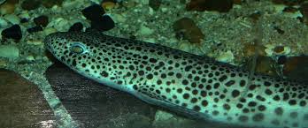 Image result for Scyliorhinus stellaris