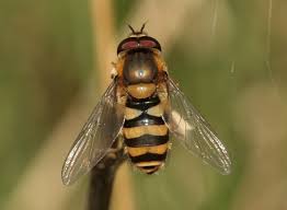 Attēlu rezultāti vaicājumam “Syrphus sp. imago”