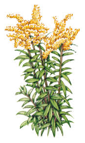 Attēlu rezultāti vaicājumam “Solidago canadensis”