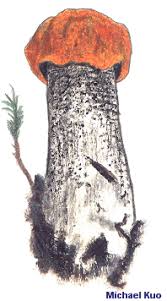 Attēlu rezultāti vaicājumam “Leccinum versipelle”