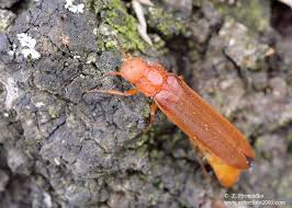 Attēlu rezultāti vaicājumam “Hylecoetus dermestoides”