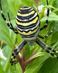 Attēlu rezultāti vaicājumam “Argiope bruennichi female”