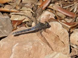 Attēlu rezultāti vaicājumam “Orthetrum brunneum”