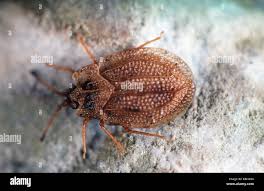 Attēlu rezultāti vaicājumam “Acalypta carinata”