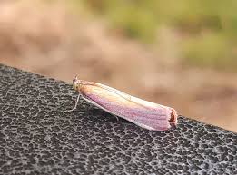 Attēlu rezultāti vaicājumam “Oncocera semirubella”