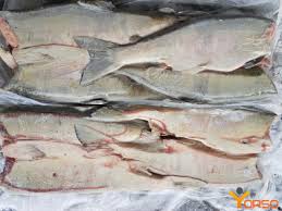 Image result for Oncorhynchus keta