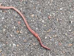 Attēlu rezultāti vaicājumam “Lumbricidae”