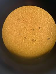 Image result for insect poop