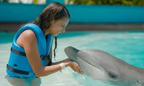 Image result for Loftus Dolphins Swimming Club