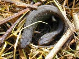 Attēlu rezultāti vaicājumam “Triturus vulgaris female”