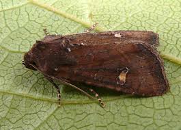 Attēlu rezultāti vaicājumam “Celaena leucostigma”