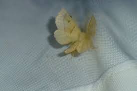 Attēlu rezultāti vaicājumam “Crocallis elinguaria imago”