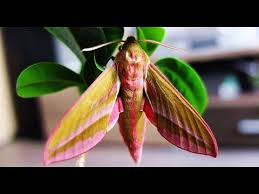 Attēlu rezultāti vaicājumam “Deilephila elpenor imago”