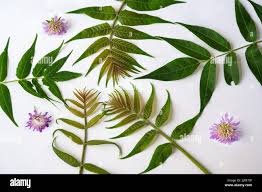 Attēlu rezultāti vaicājumam “Knautia arvensis leaf”