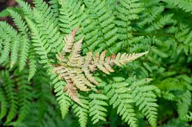 Attēlu rezultāti vaicājumam “Dryopteris carthusiana”