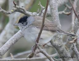 Image result for Sylvia atricapilla