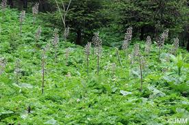 Image result for Petasites officinalis