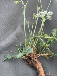 Image result for Pimpinella saxifraga