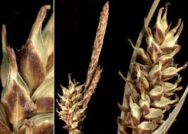 Attēlu rezultāti vaicājumam “Carex hostiana”