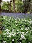 Stimulation for nose and eye at Hollinhurst Wood. - via Daymix