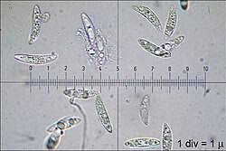 Attēlu rezultāti vaicājumam “Ascocoryne sarcoides”