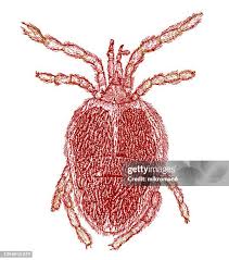 Attēlu rezultāti vaicājumam “Trombidiidae”