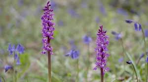 Attēlu rezultāti vaicājumam “Dactylorhiza majalis subsp. baltica flower”