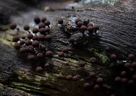 Attēlu rezultāti vaicājumam “Enerthenema papillatum”