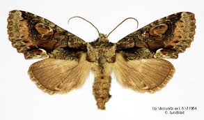 Attēlu rezultāti vaicājumam “Allophyes oxyacanthae”