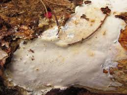 Attēlu rezultāti vaicājumam “Skeletocutis stellae”