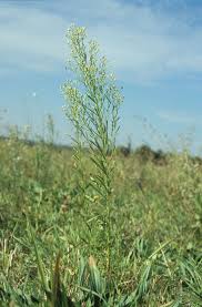 Attēlu rezultāti vaicājumam “Erigeron canadensis”