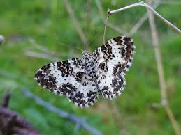 Attēlu rezultāti vaicājumam “Epirrhoe tristata imago”