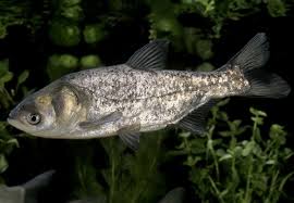 Image result for Hypophthalmichthys molitrix