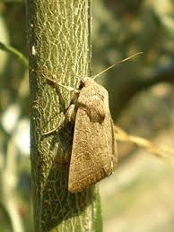 Attēlu rezultāti vaicājumam “Hoplia parvula imago”