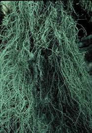 Attēlu rezultāti vaicājumam “Usnea filipendula”