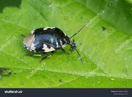 Attēlu rezultāti vaicājumam “Tritomegas bicolor nymph”