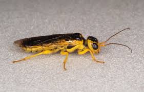 Attēlu rezultāti vaicājumam “Pamphiliidae”