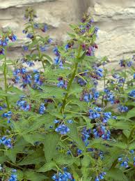 Attēlu rezultāti vaicājumam “Symphytum asperum leaf”